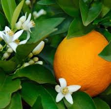 The Wonders of Neroli